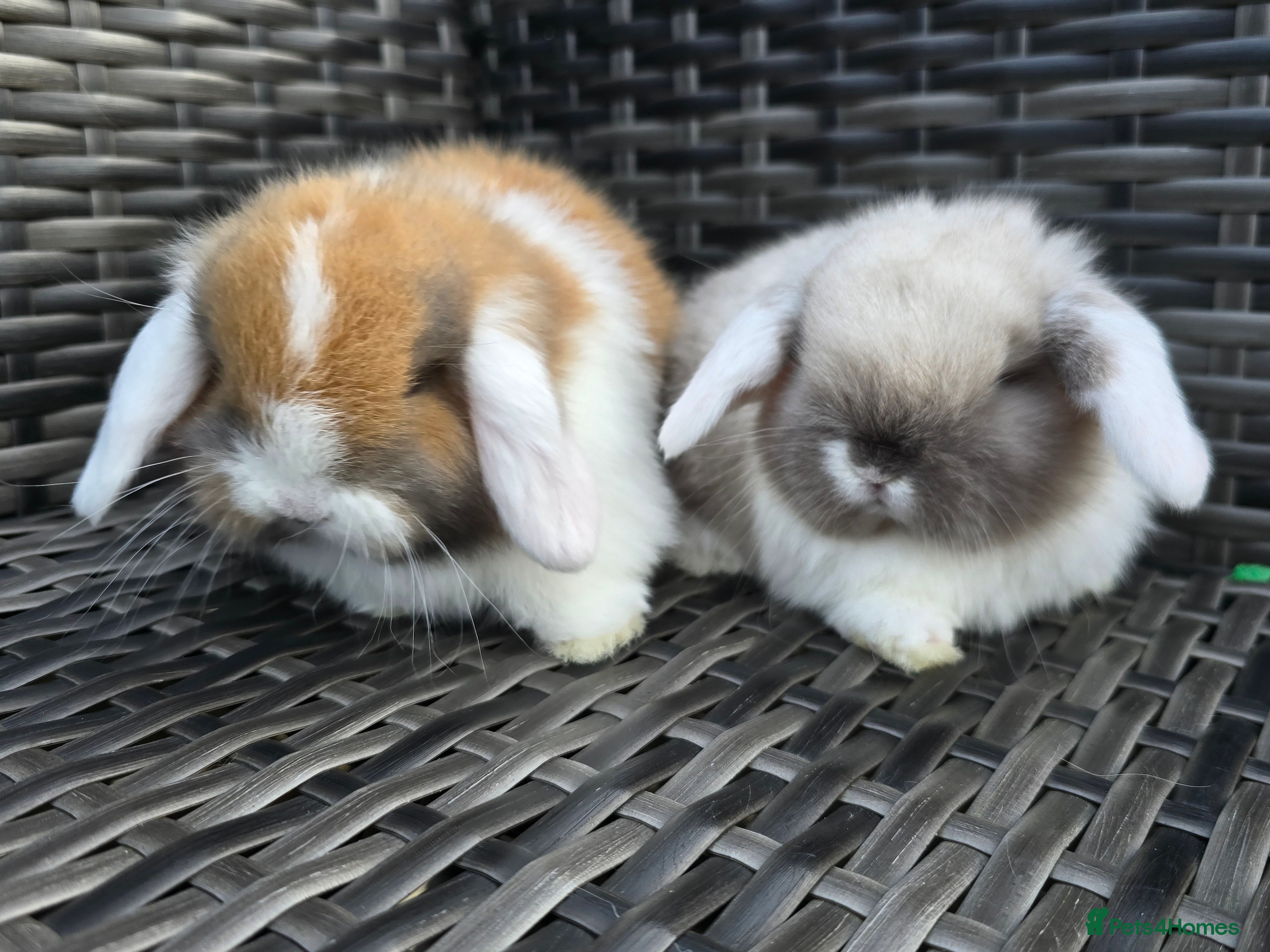 Mini Lop rabbits Beautiful mini lop bunnies - Advert 12