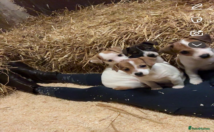Jack Russell dogs - Advert 4