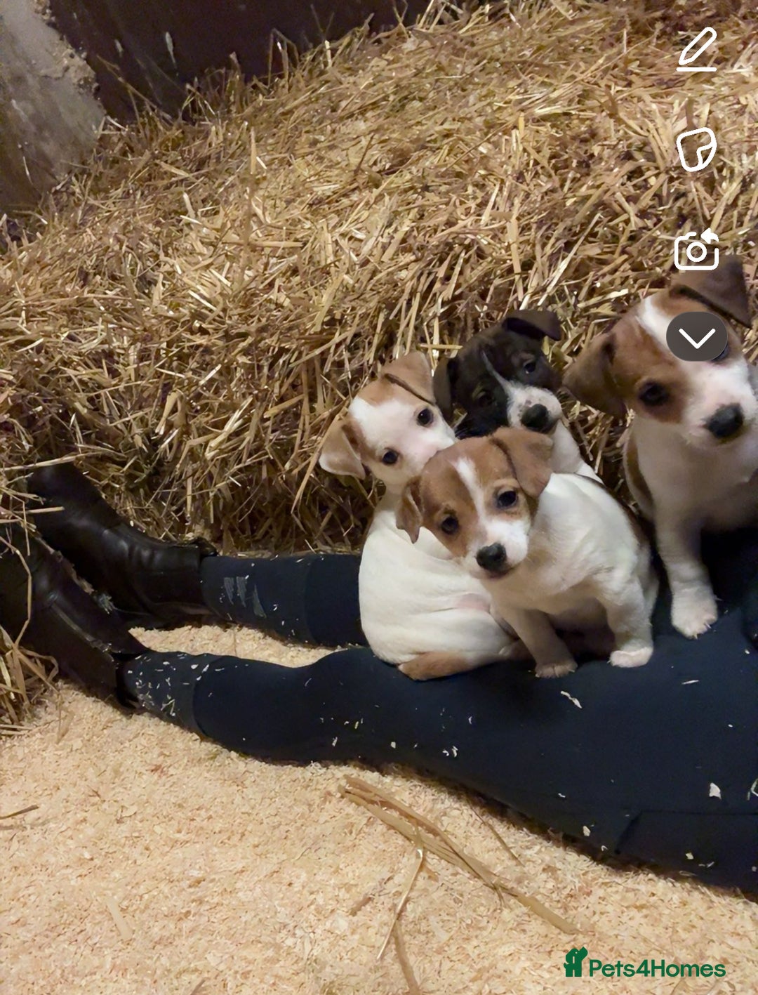 Jack Russell dogs for sale: Jack Russell Puppies - Image 1