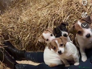 Jack Russell dogs - Advert 2