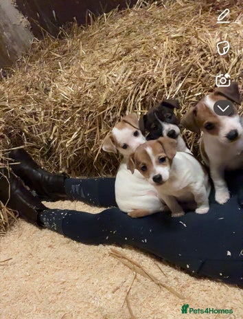 Jack Russell dogs - Advert 4