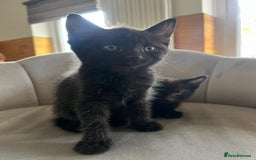 Domestic Shorthair cats for sale: Kittens - Image 5