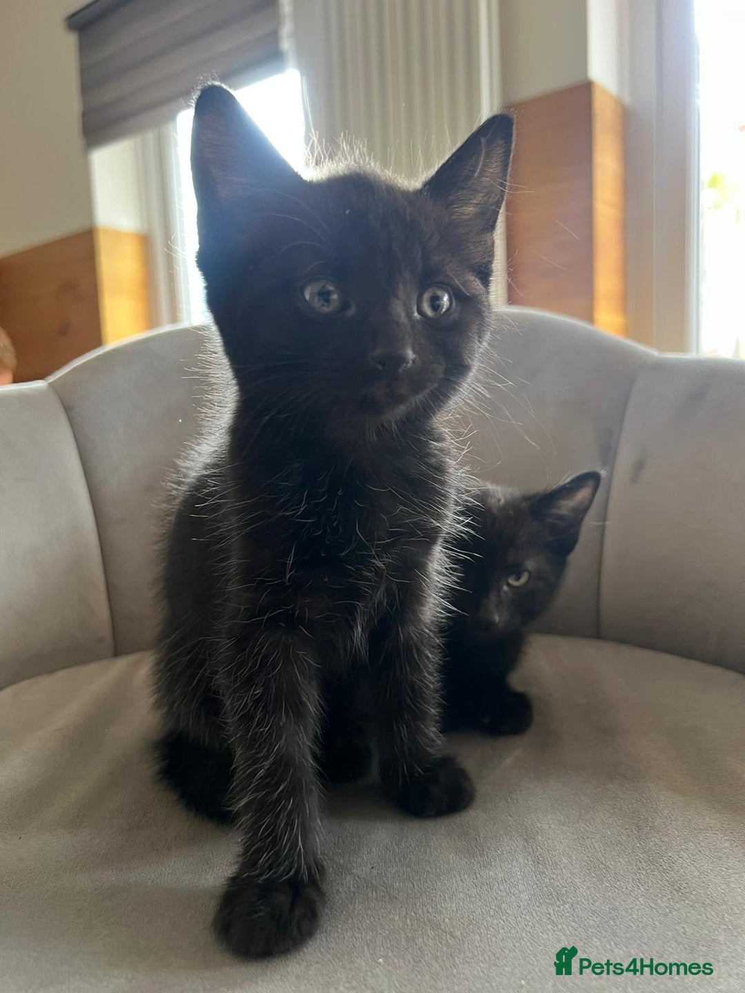 Domestic Shorthair cats for sale: Kittens - Image 5