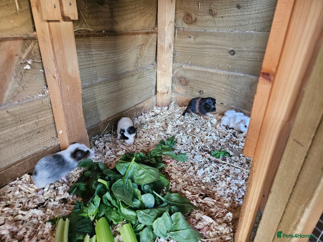 Guinea Pig rodents for sale: 4 beautiful female guinea pigs  - Image 5