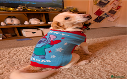 Mixed Breed dogs for sale: Lovely Pixel  - Image 14