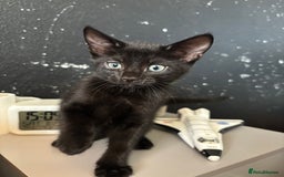 Mixed Breed cats for sale: Beautiful playful kittens - Image 4