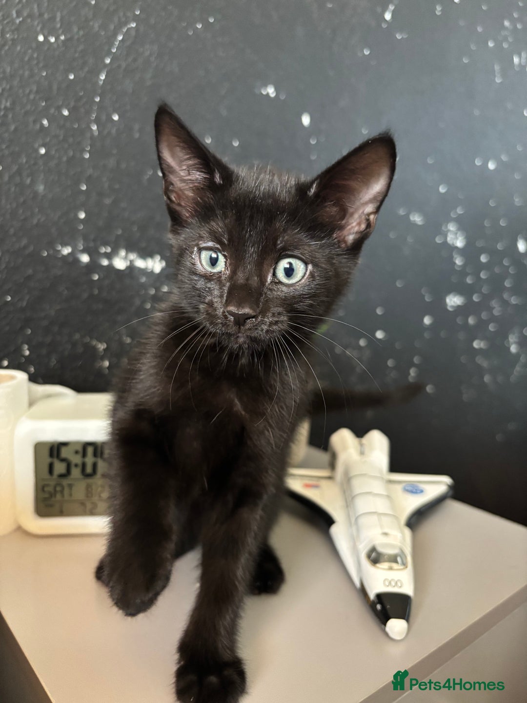 Mixed Breed cats for sale: Beautiful playful kittens - Image 4