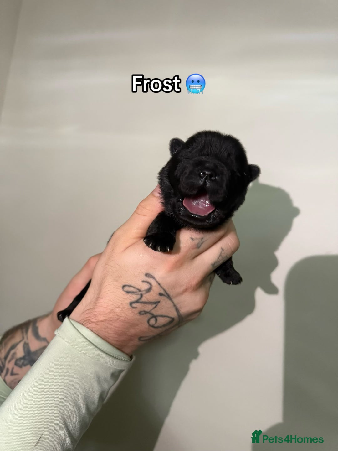 Chow Chow dogs for sale: 🍬Beautiful chow litter kc registered 🍬 - Advert 12