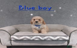 Cavachon dogs for sale: Cavapoochon puppies 🥰 - Image 5