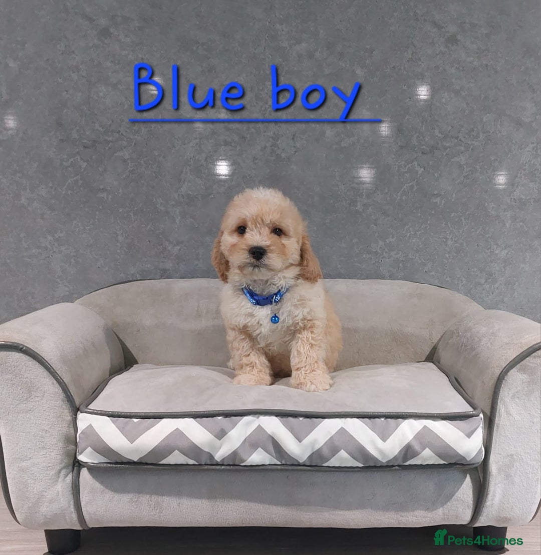 Cavachon dogs for sale: Cavapoochon puppies 🥰 - Image 5