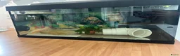 Axolotl reptiles for sale: 18 month old Golden axolotl  in Stourport-on-Severn - Advert 2