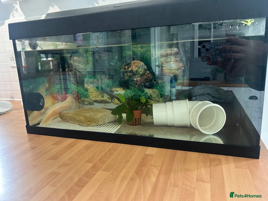 Axolotl reptiles for sale: 18 month old Golden axolotl  in Stourport-on-Severn - Advert 2