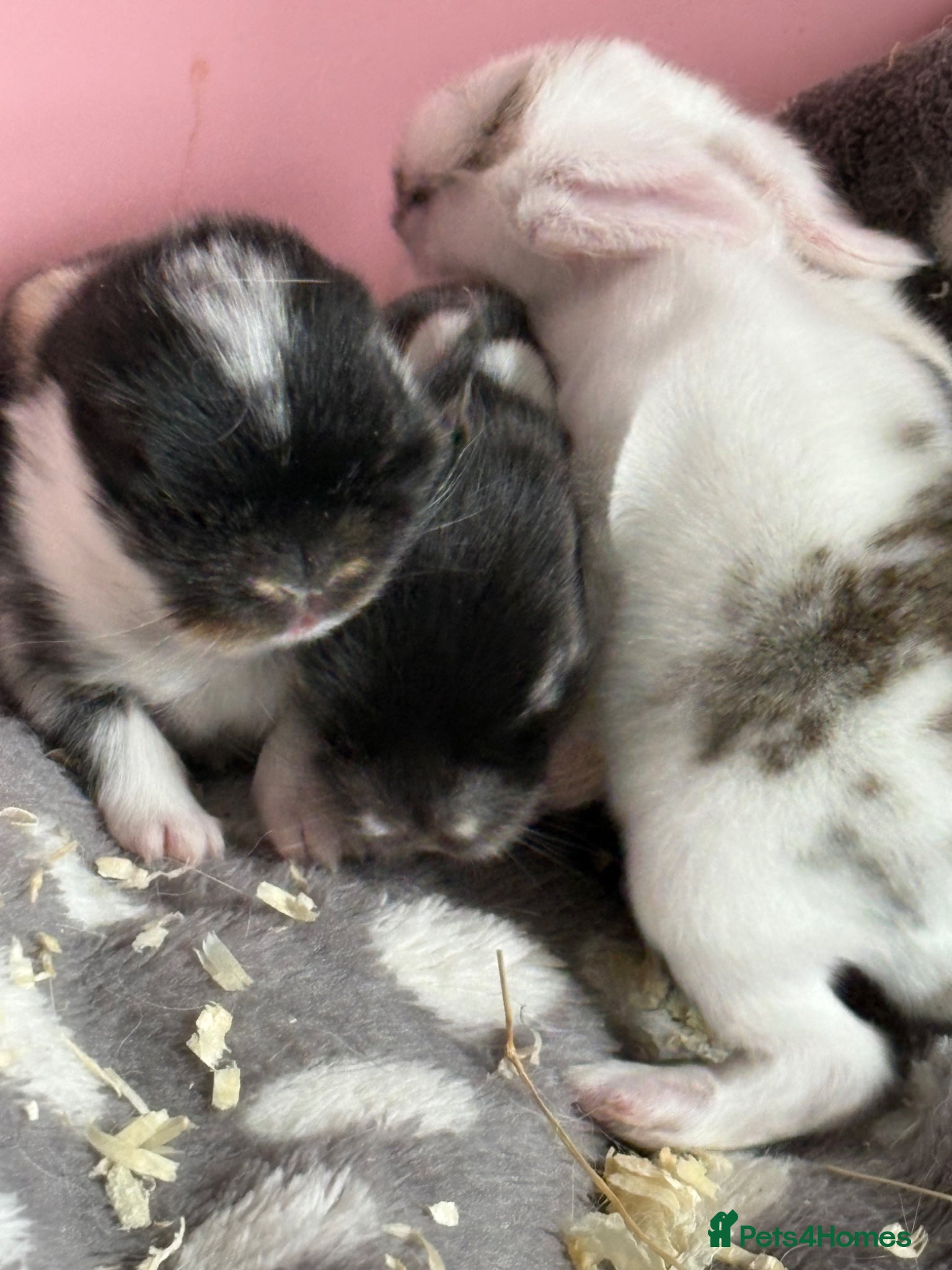 Mini Lop rabbits for sale: mini lop babies  in Callander - Advert 8