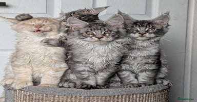 Maine Coon cats - Advert 4