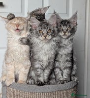 Maine Coon cats - Advert 4