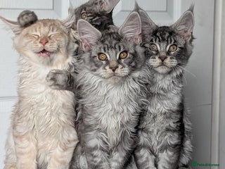 Maine Coon cats - Advert 3