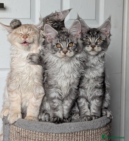Maine Coon cats - Advert 4
