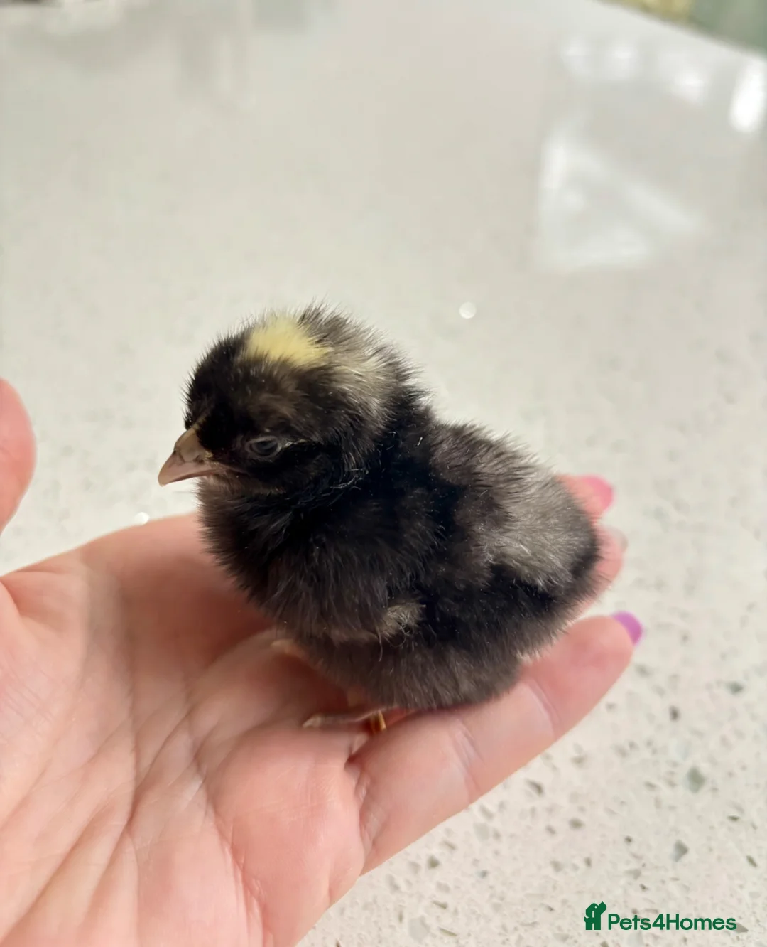 Chickens poultry for sale: 2x cockerels - white pekin and cuckoo Maran in Nuneaton - Advert 6