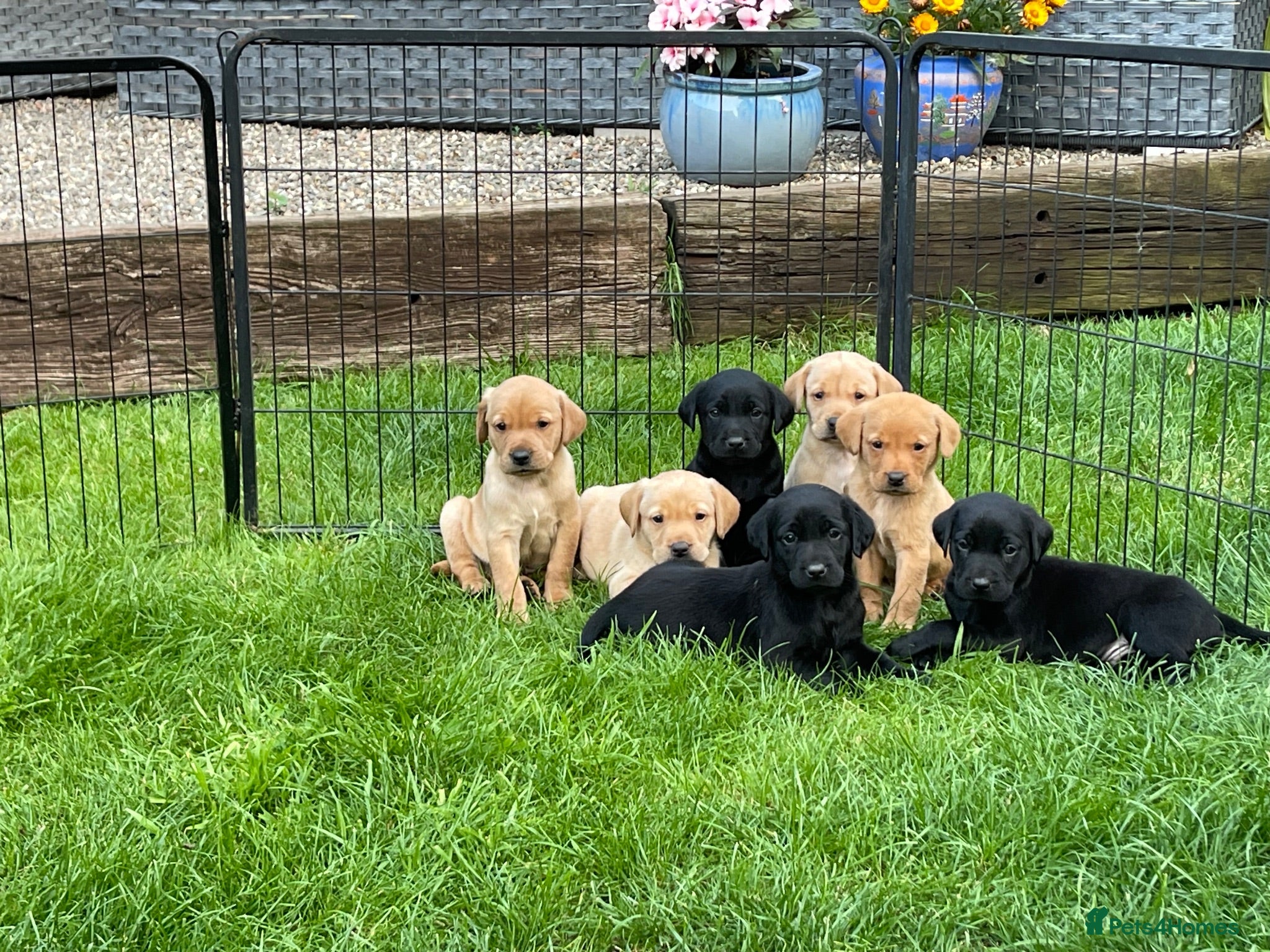 Labrador Retriever dogs Beautiful KC Labrador mixed litter puppies  - Advert 1