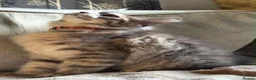 Maine Coon cats for sale: 🔥 CHAMPION RUSSIAN LINE XXL MAINE COON VACCINATED - Advert 19