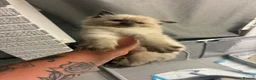 Ragdoll cats for sale: Full ragdoll kittens  - Advert 1