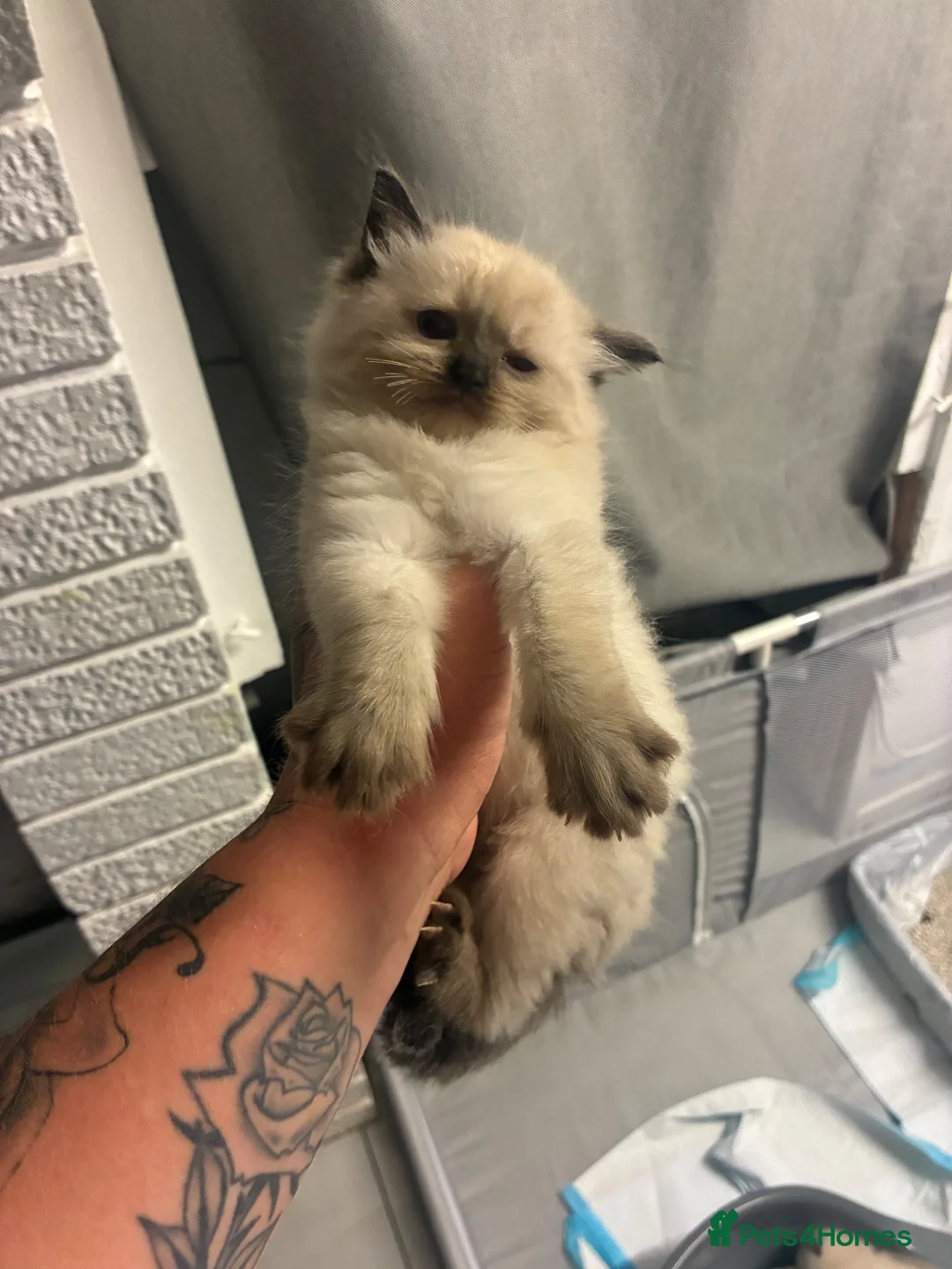 Ragdoll cats for sale: Full ragdoll kittens  - Advert 1