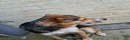 Border Collie dogs for sale: Border Collie (free to the right home) - Advert 4