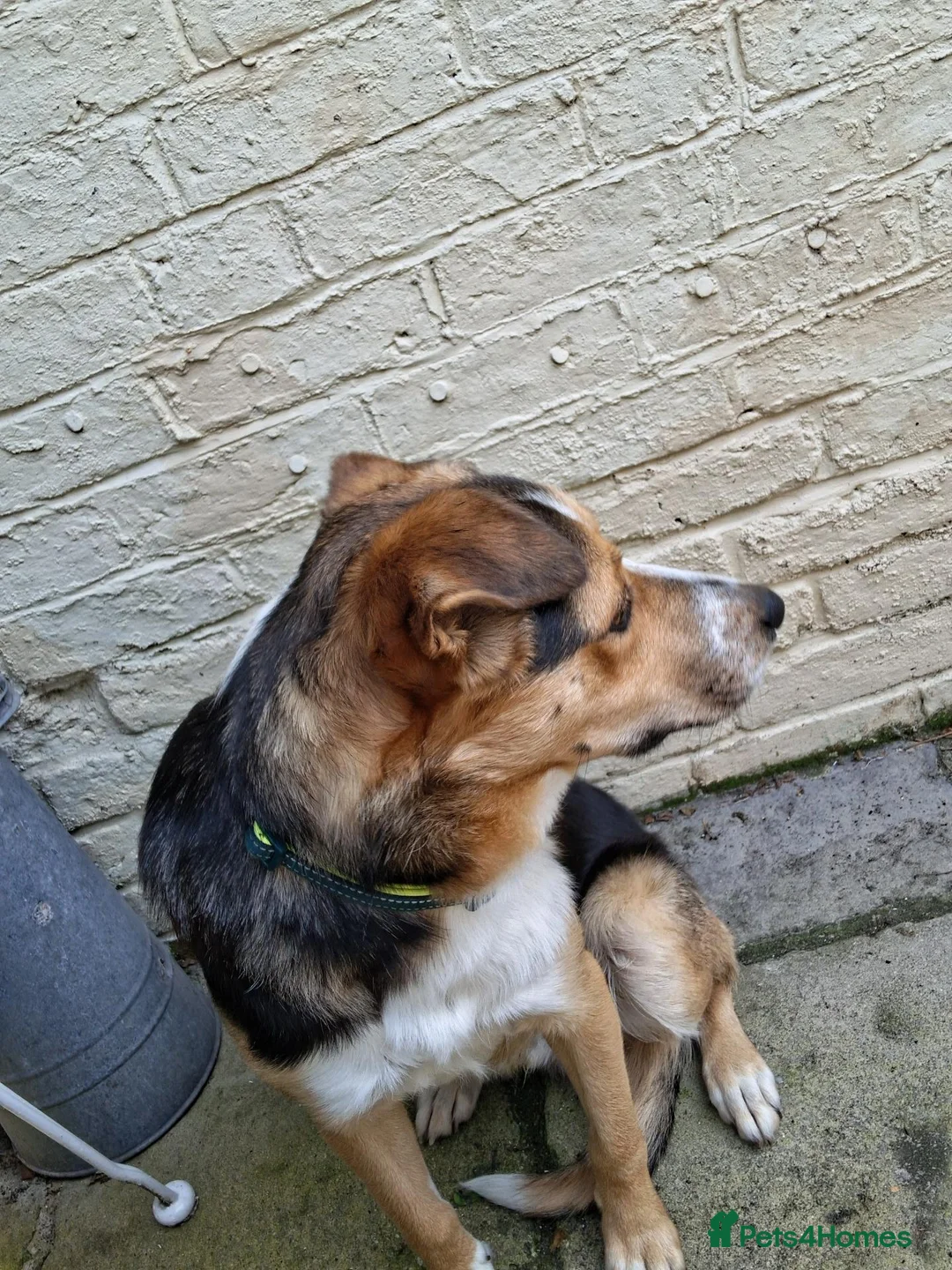 Border Collie dogs for sale: Border Collie (free to the right home) - Advert 4