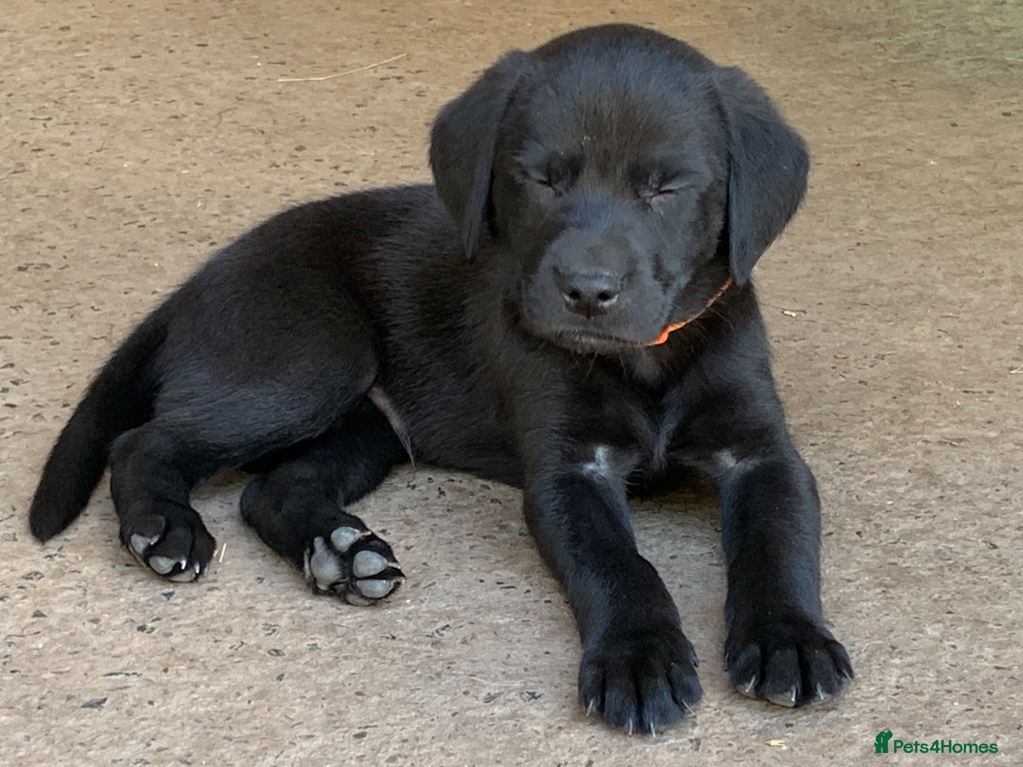 Labrador Retriever dogs KC registered Labrador puppies fully vaccinated  - Advert 1