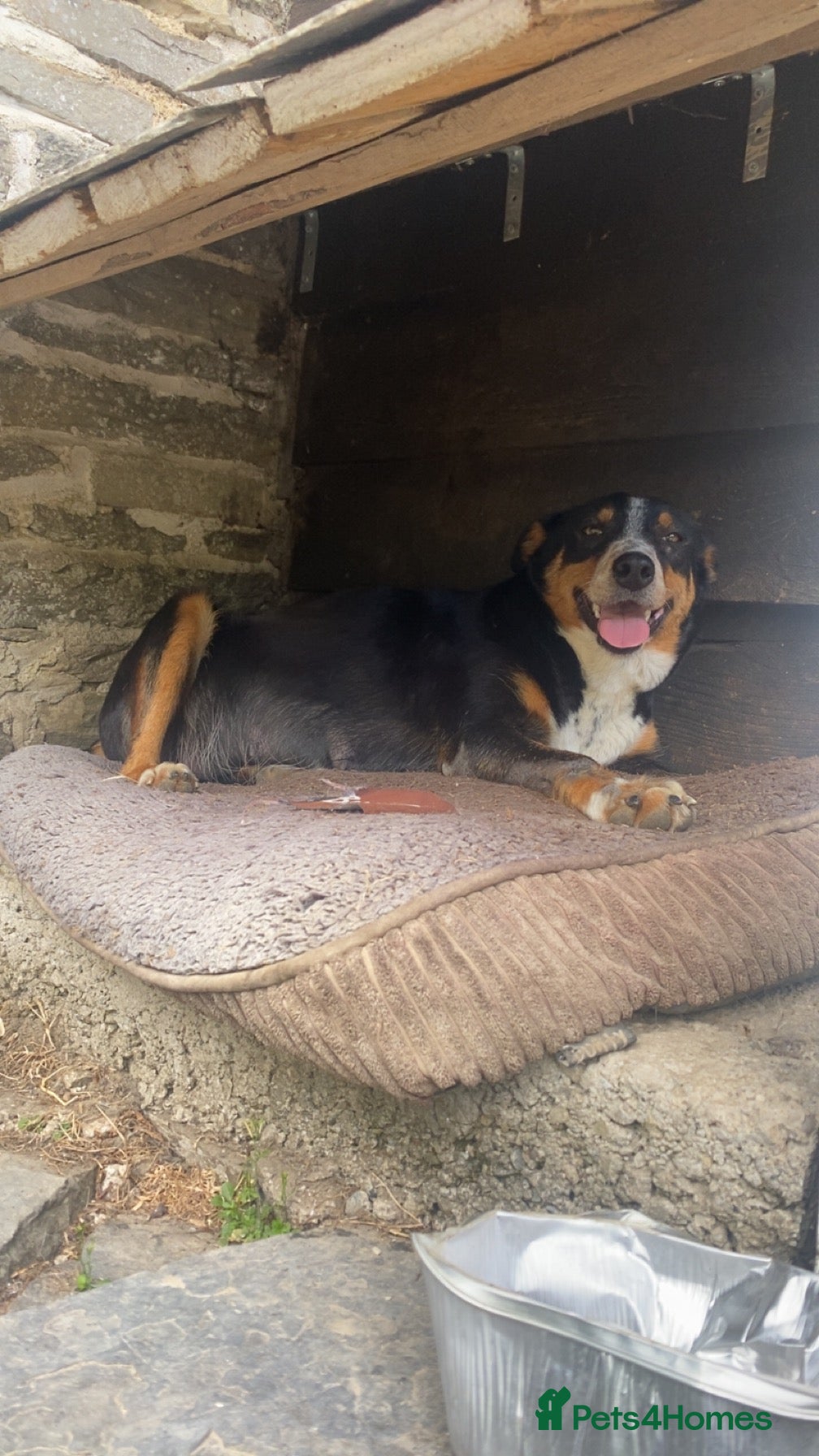 Mixed Breed dogs Border Collie X puppies  - Advert 2