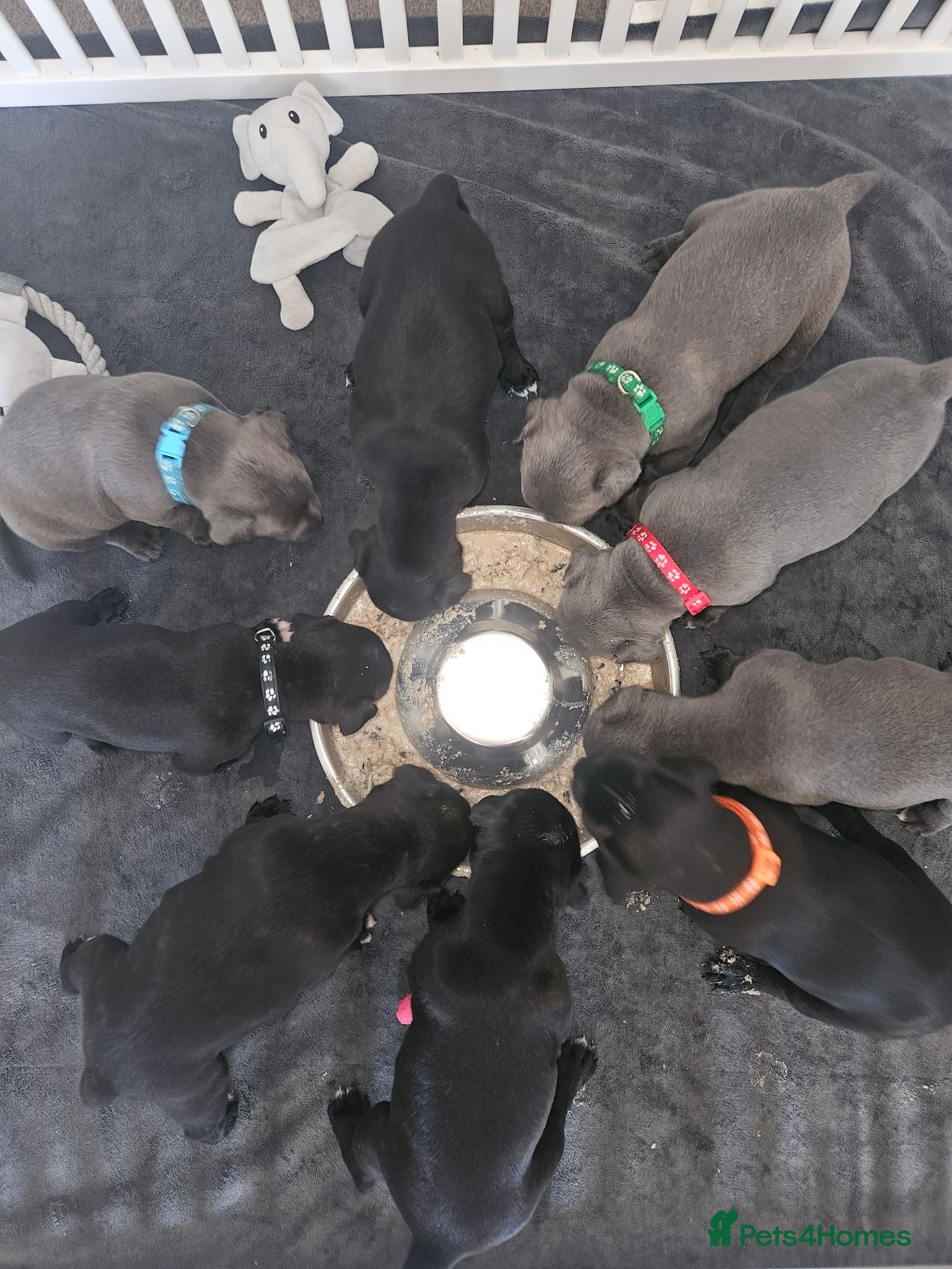 Staffordshire Bull Terrier dogs Staffordshire Bull Terrier Puppies 🐾 - Advert 7