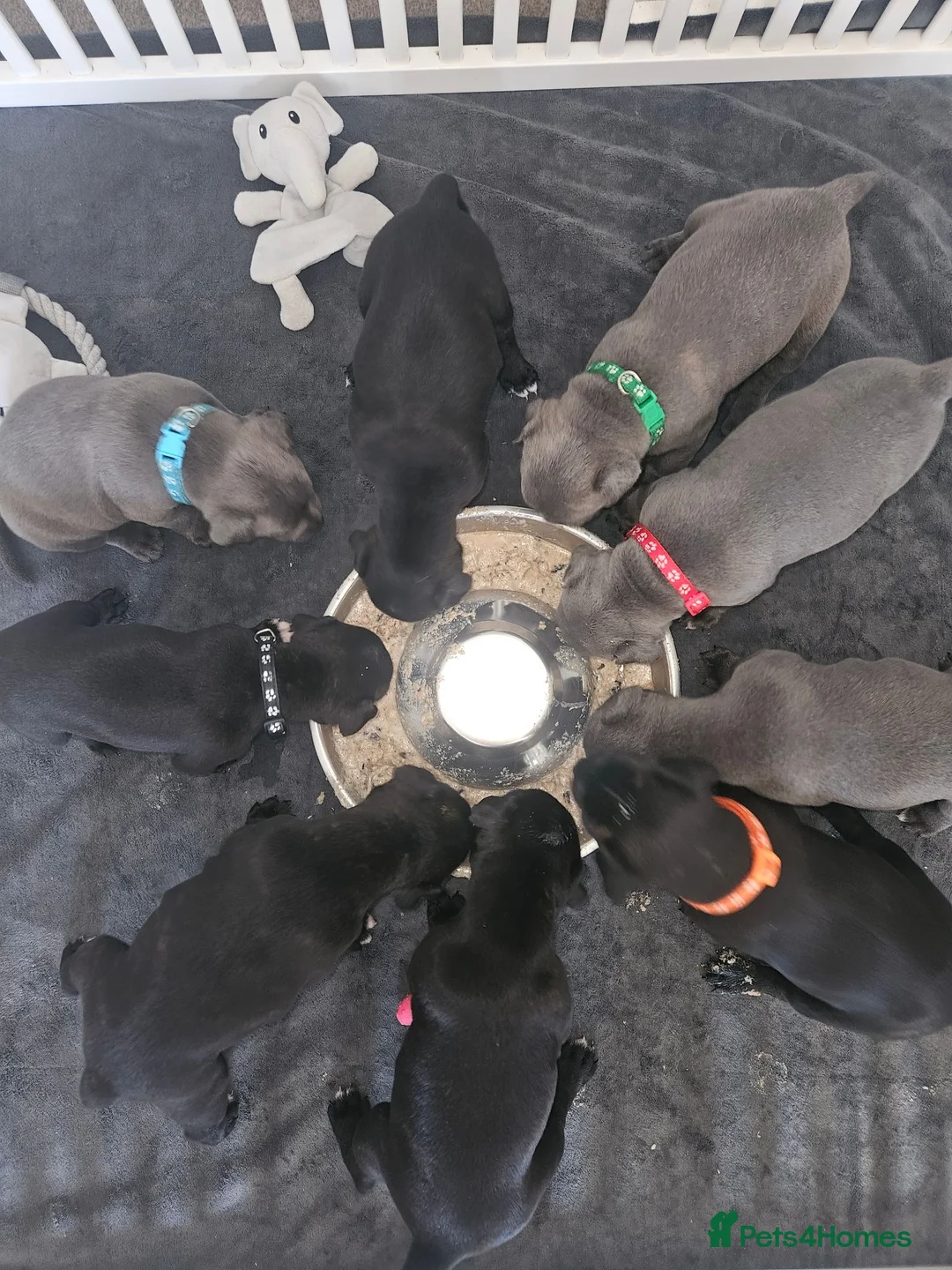 Staffordshire Bull Terrier dogs for sale: Staffordshire Bull Terrier Puppies 🐾 - Advert 1