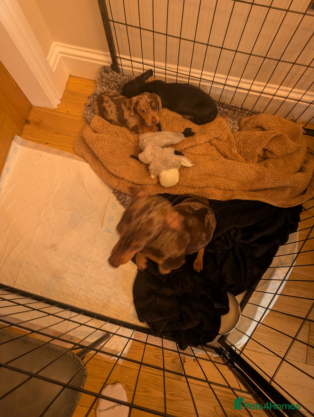 Miniature Dachshund dogs for sale: Stunning Miniature Daschounds Puppies  - Image 12