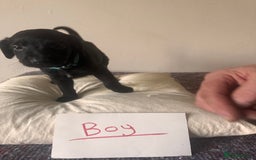 Bordoodle dogs for sale: Borderpoo - Image 10