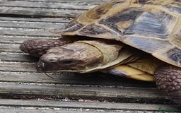 Tortoise reptiles for sale: Horsefield Tortoise - Image 2