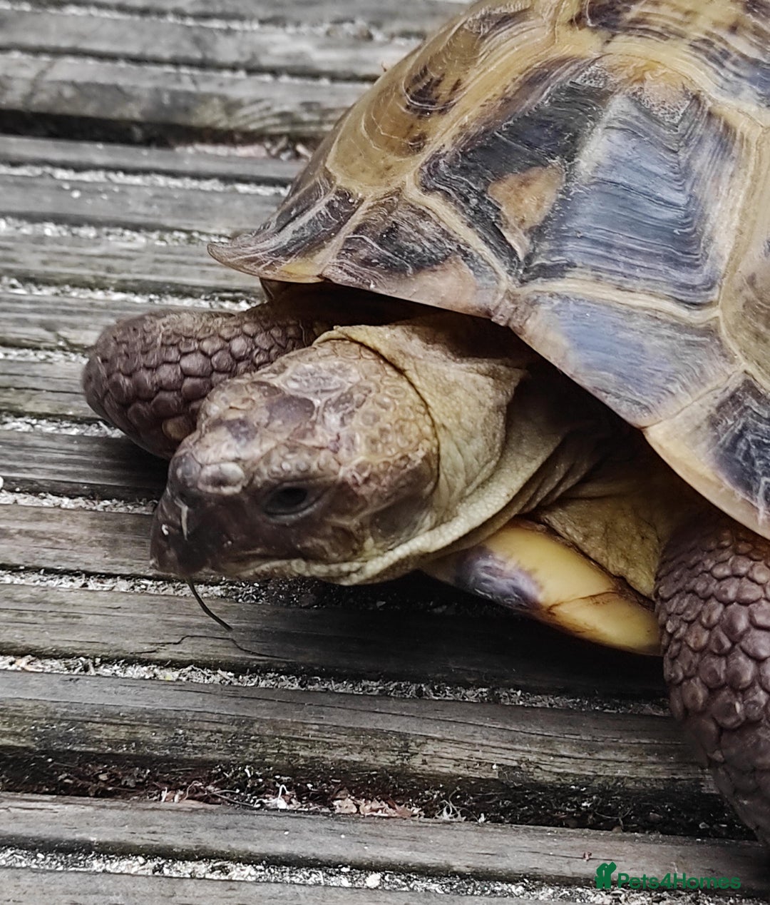 Tortoise reptiles for sale: Horsefield Tortoise - Image 2