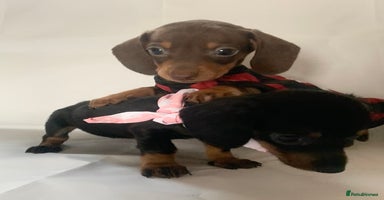 Miniature Dachshund dogs - Advert 3