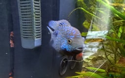 Other/Mixed Breed fish for sale: Blue Texas Cichlid & Platinum Polar Parrot Cichlid - Image 3