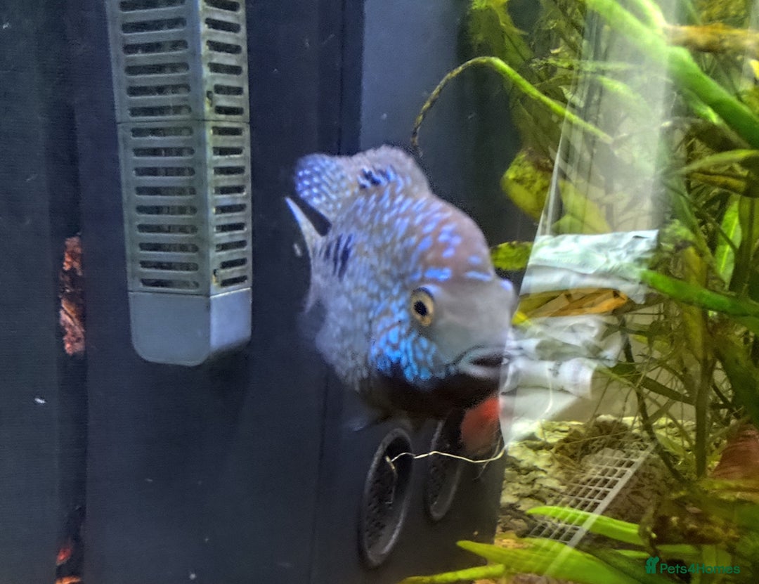 Other/Mixed Breed fish for sale: Blue Texas Cichlid & Platinum Polar Parrot Cichlid - Image 3