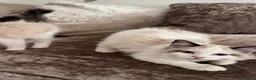 Ragdoll cats for sale: 6 GCCF ragdoll kittens  in Glasgow - Advert 13