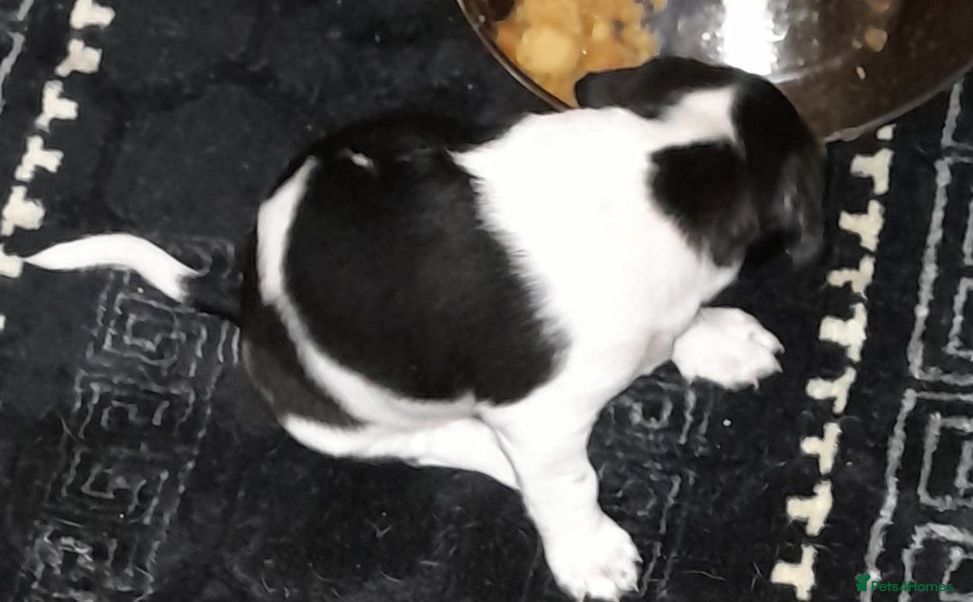 Jack Russell dogs for sale: Male jack russells  - Image 4