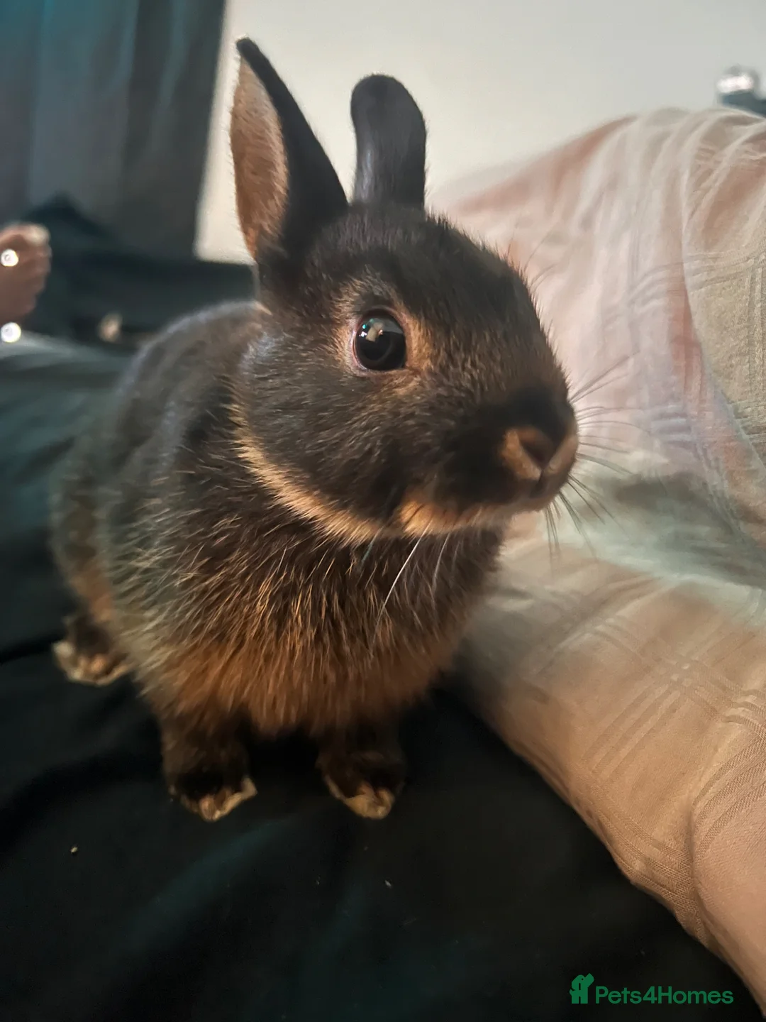 Netherland Dwarf rabbits for sale: NETHERLAND DWARF - Advert 8