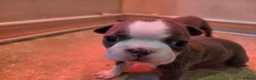 Boston Terrier dogs for sale: Health-Tested KC Registered Boston Terrier Puppies in Salford - Advert 32