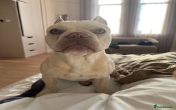 French Bulldog dogs for stud: Healthy platinum boy for Stud - Image 9