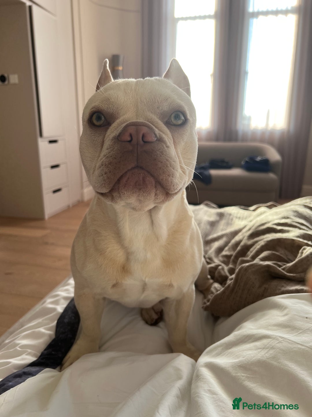 French Bulldog dogs for stud: Healthy platinum boy for Stud - Image 9