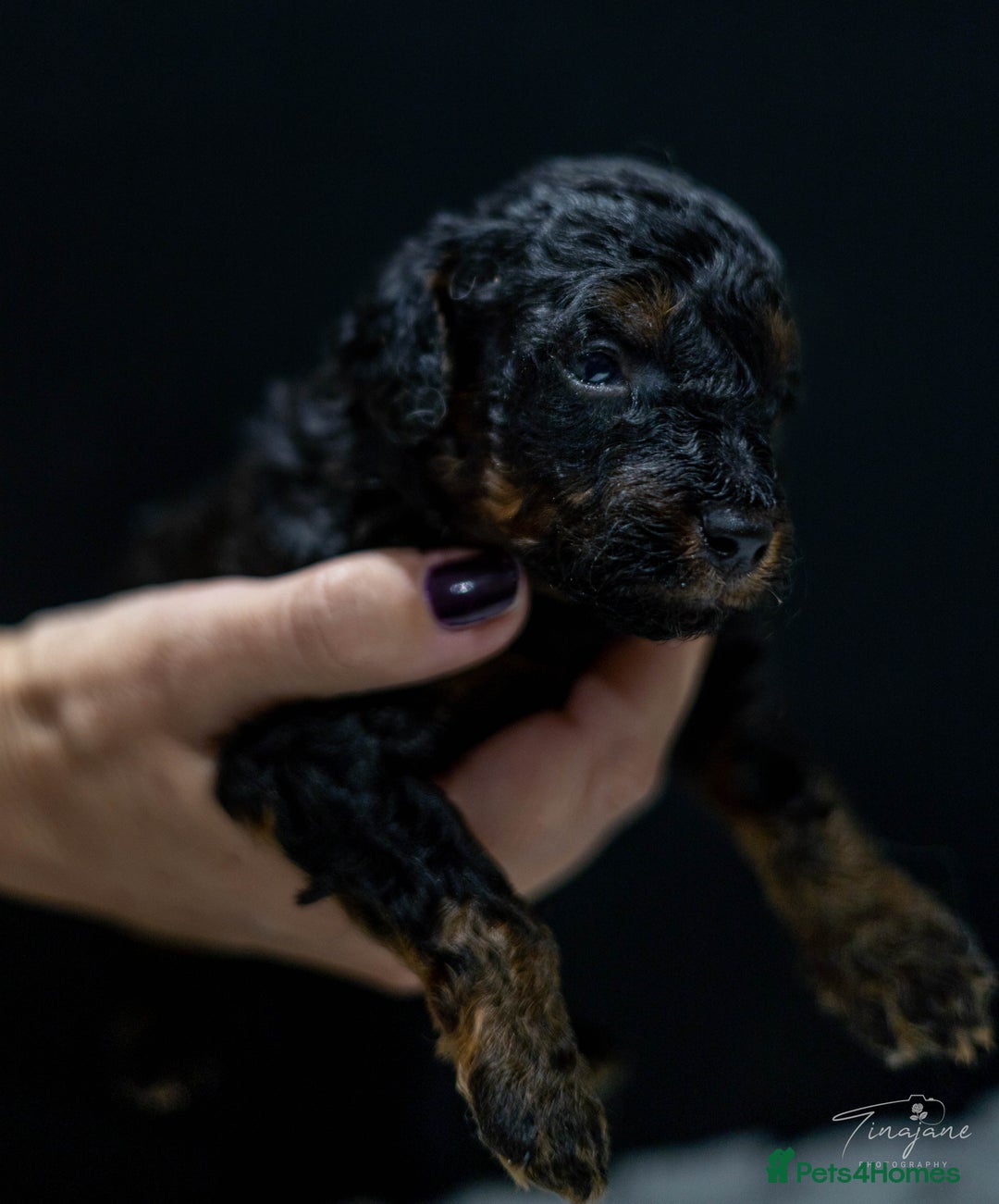 Goldendoodle dogs for sale: Mini Golden doodles - Advert 12