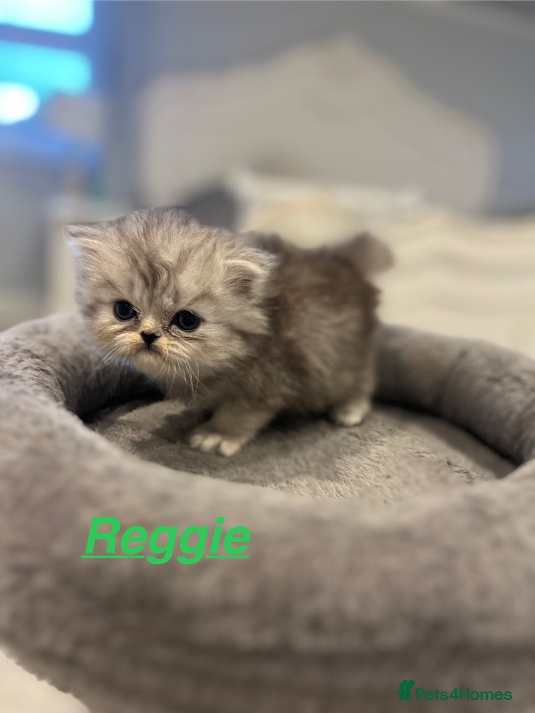 Persian cats for sale: **SOLD** gorgeous PKD Negative Persian kittens - Advert 11
