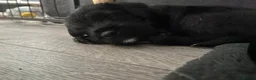 Patterdale Terrier dogs for sale: Patterdale/jack puppies **NEW YEAR NEW ADDITION♥️* - Advert 20