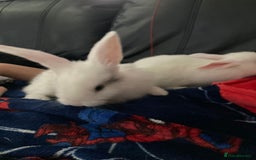 Continental Giant rabbits for sale: 6 weeks old Continental rabbits - Image 2