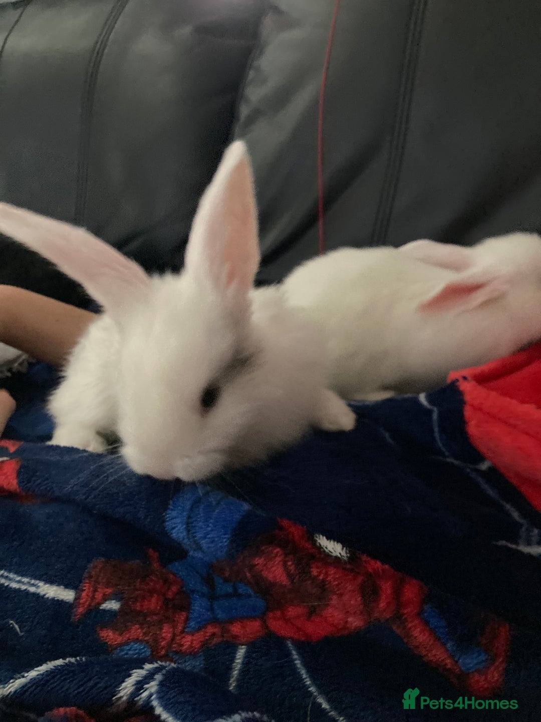 Continental Giant rabbits for sale: 6 weeks old Continental rabbits - Image 2